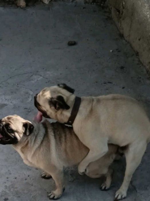 МОПС-бебета-3 броя!!!