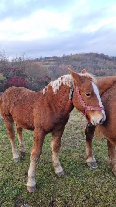 Mânz metis Ardenez/Breton