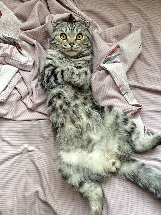 Вязка шотландского вислоухого кота