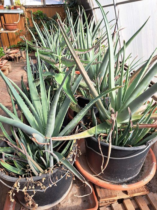 vand engros plante Aoe vera barbadensis miller, desfiintare sera