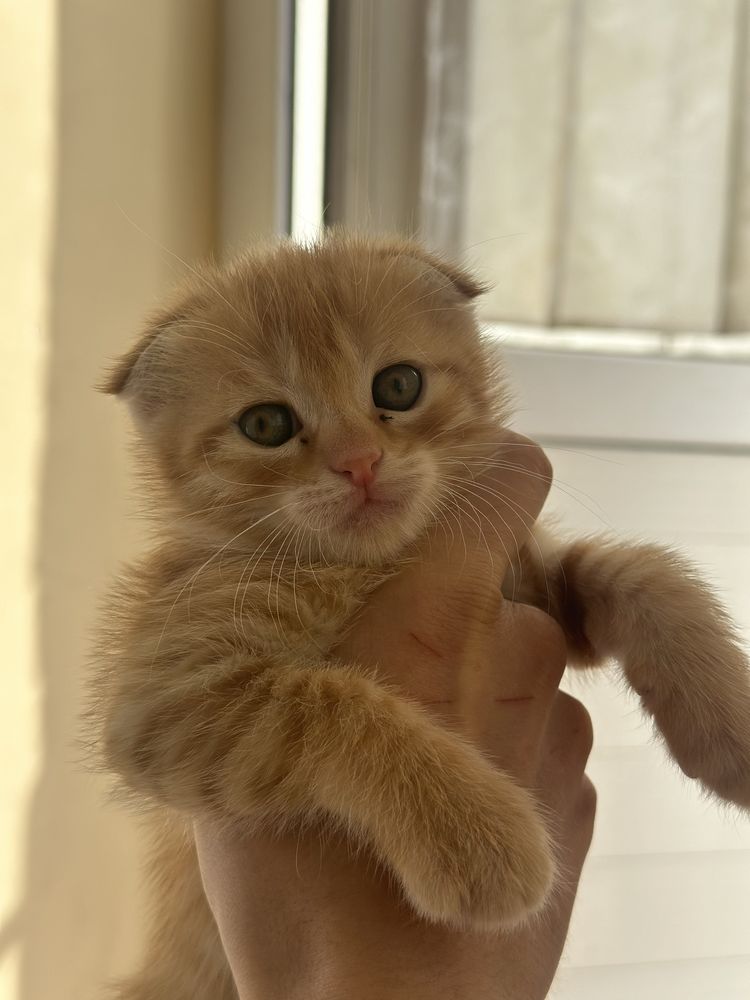 Scottish fold mushuk