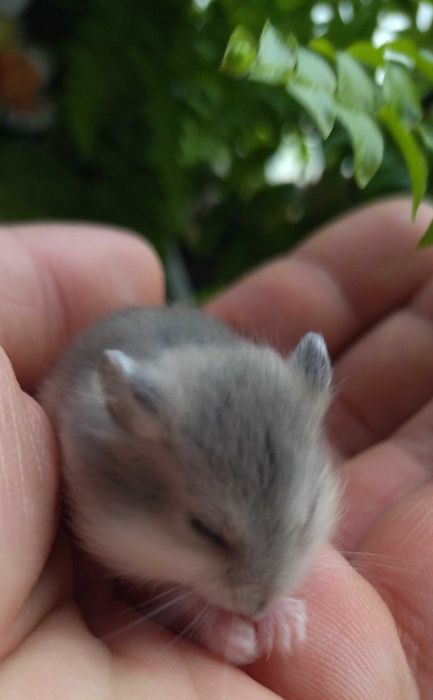 Animale de companie hamster pitic pui foarte blânzi gri deschis
