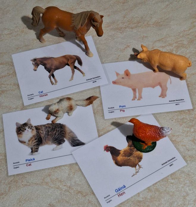 Cartonase educative/ flashcards