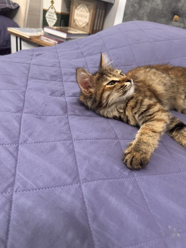 Котенок ишеть дом