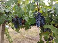 Продавам грозде,, Мерло,,