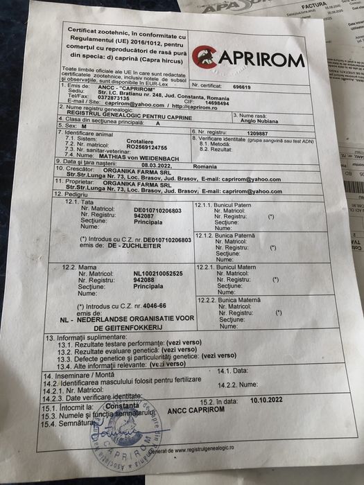 Țap Anglo-Nubian Certificat