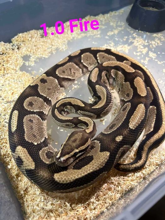 BALL PYTHON - Fire - (1.0-мъжки).