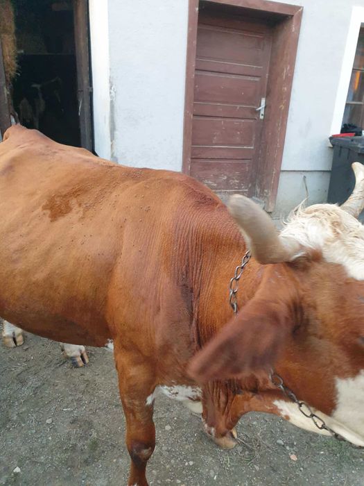 Vaca Baltata romaneasca