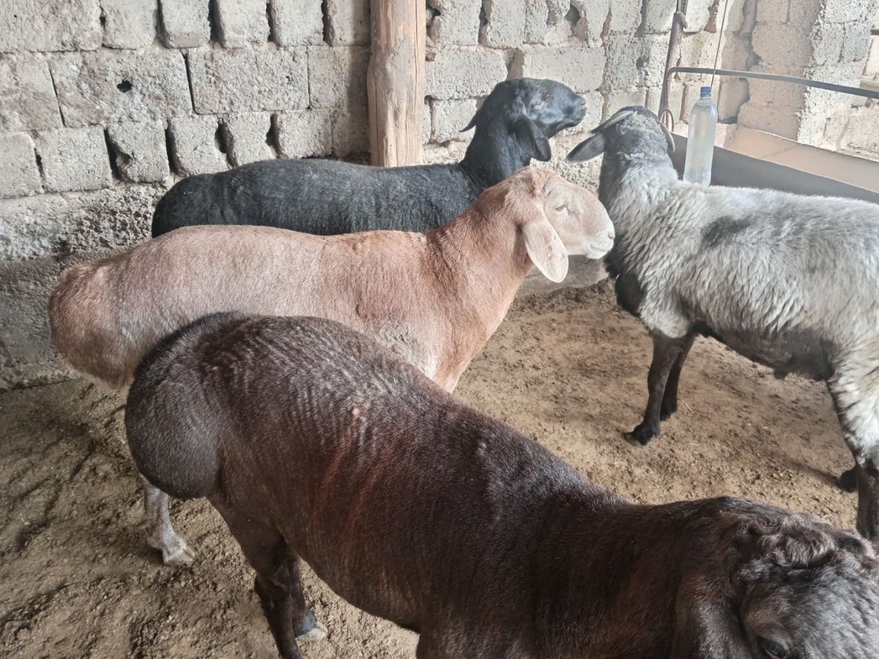 Кочкор кой     qoy qochqor