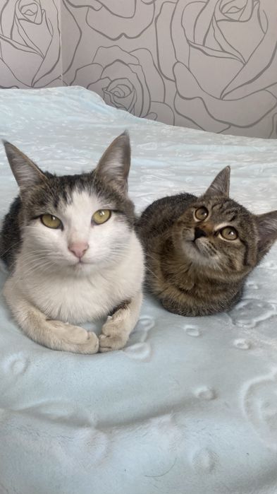 Отдам в добрые руки двух кошечек