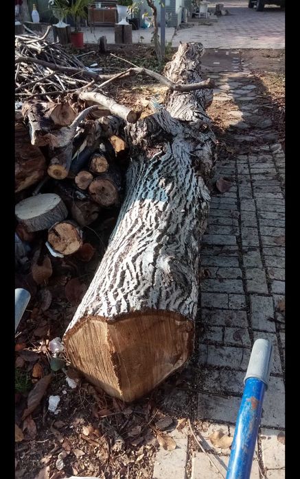 Ствол орех не дорого