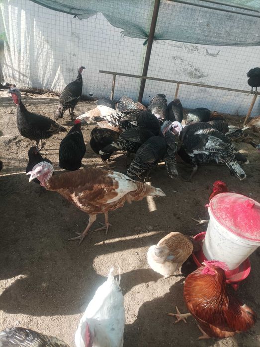 Продавам домашни пуйки.