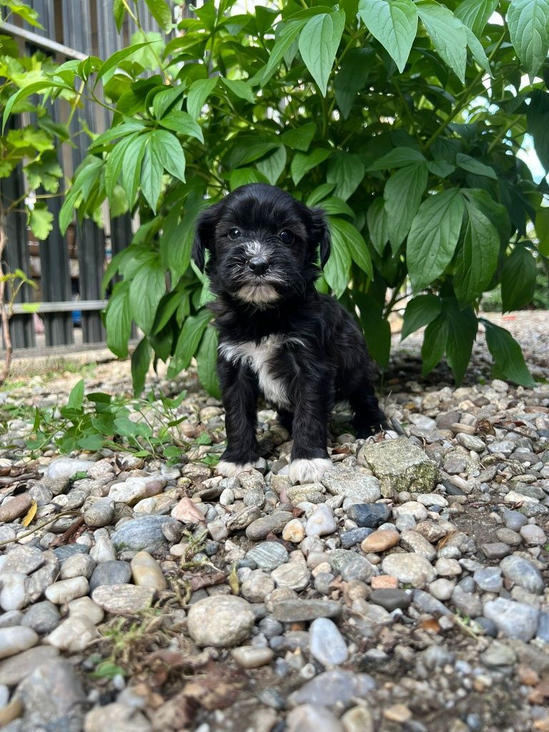 Poodel toy negru