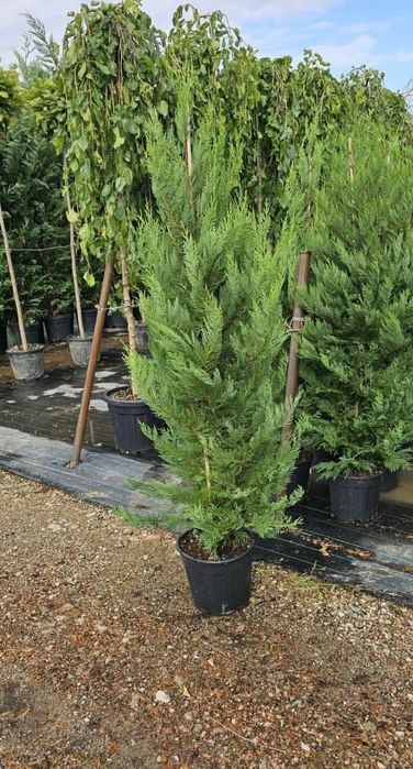 Tuia leylandii super oferta gazon rulou