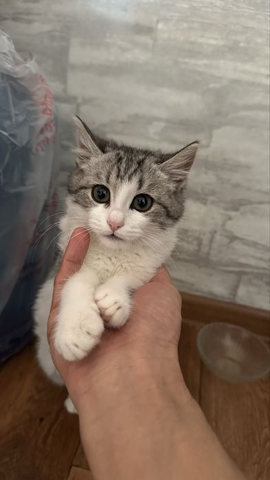 Кошка. Бесплатно