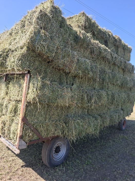 Baloti lucerna rotunzi min.40.Drept.500 sau fan Transport inclus RO UE