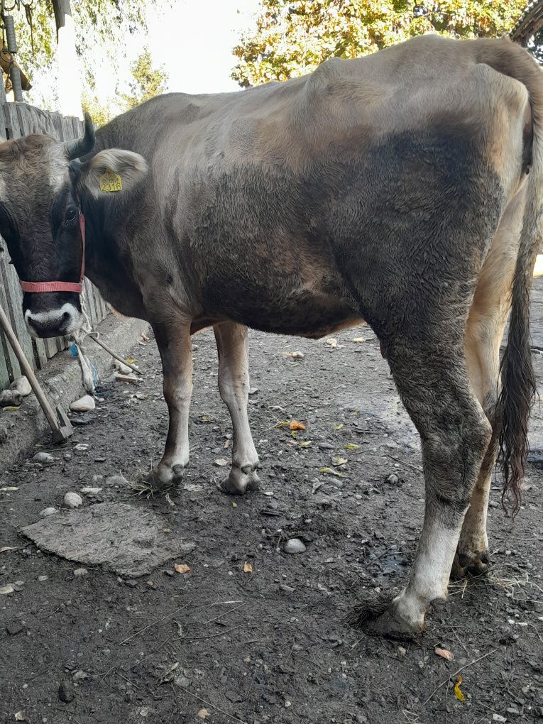 De vinzare vacă gestație în 4 luni cu lapte