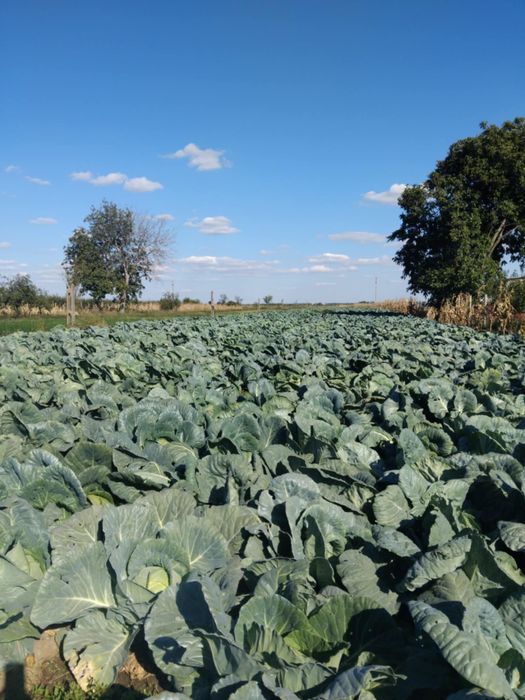 Varză de buzău de vânzare