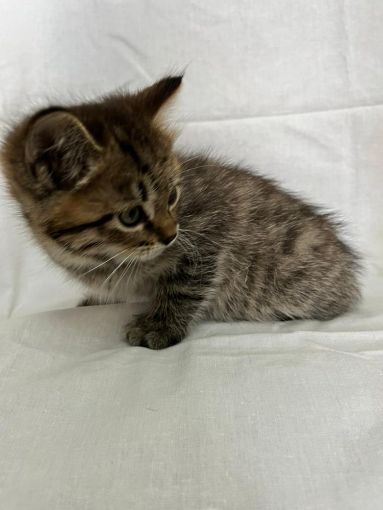 Котята девочки , ищат себе дом, отдам в хорошие руки