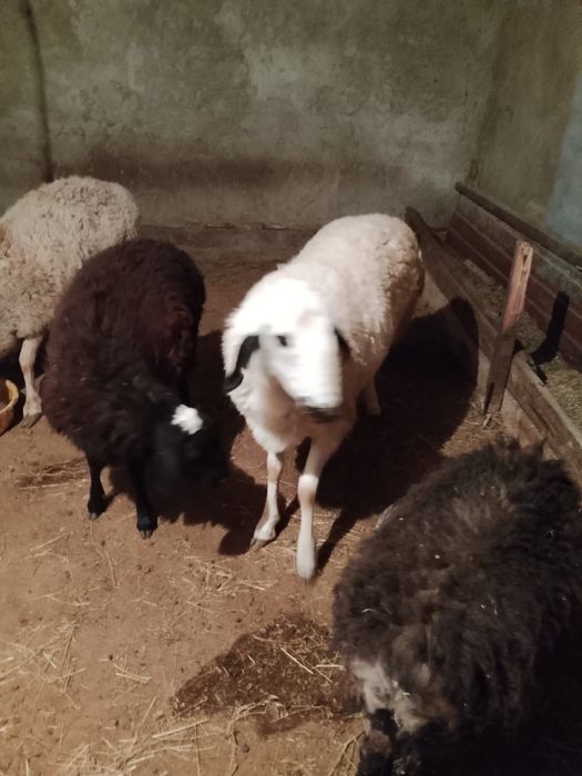 Қой сатылады , семіз