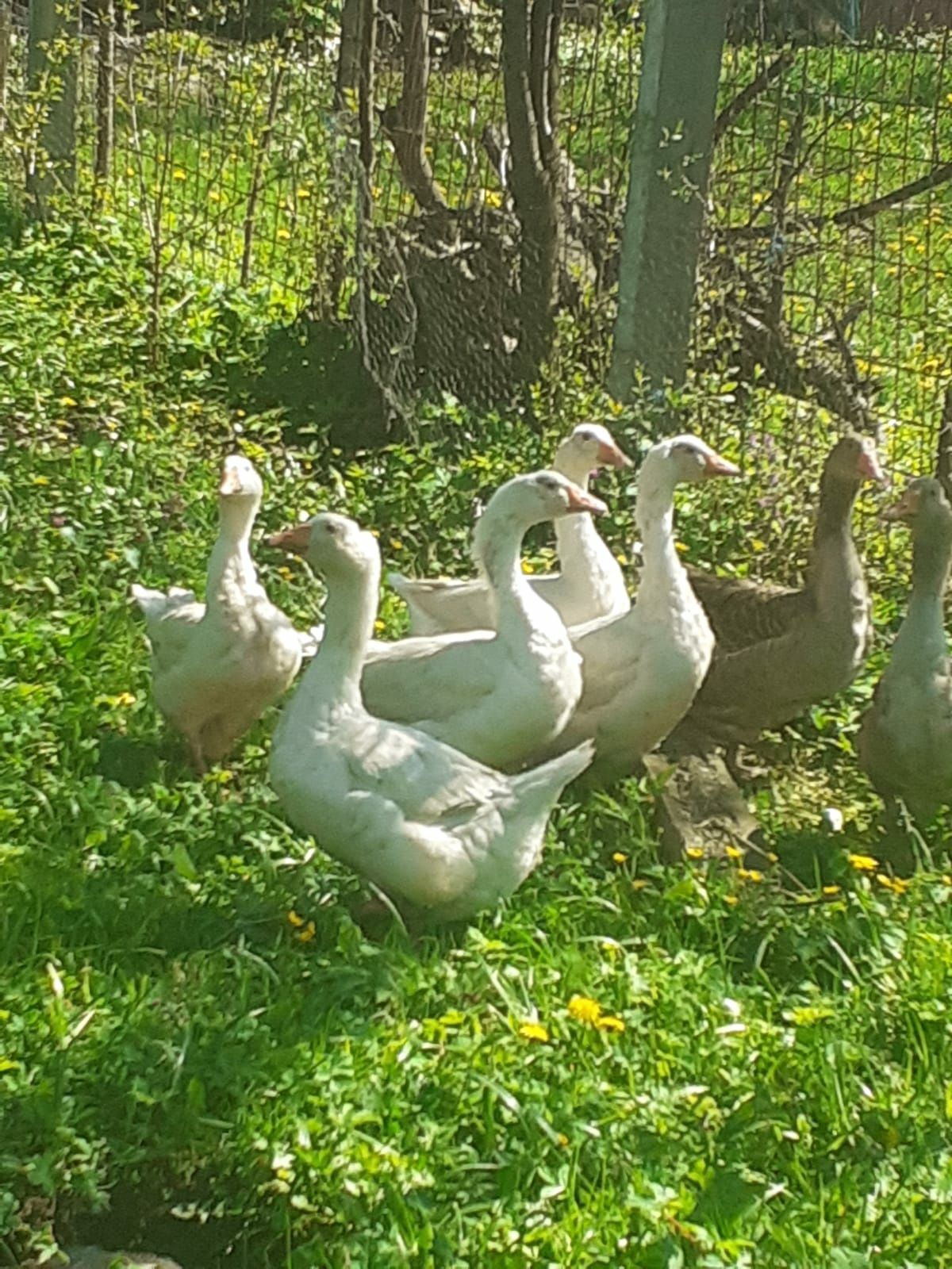 Vănd rațe mute lăsesti Si gâște