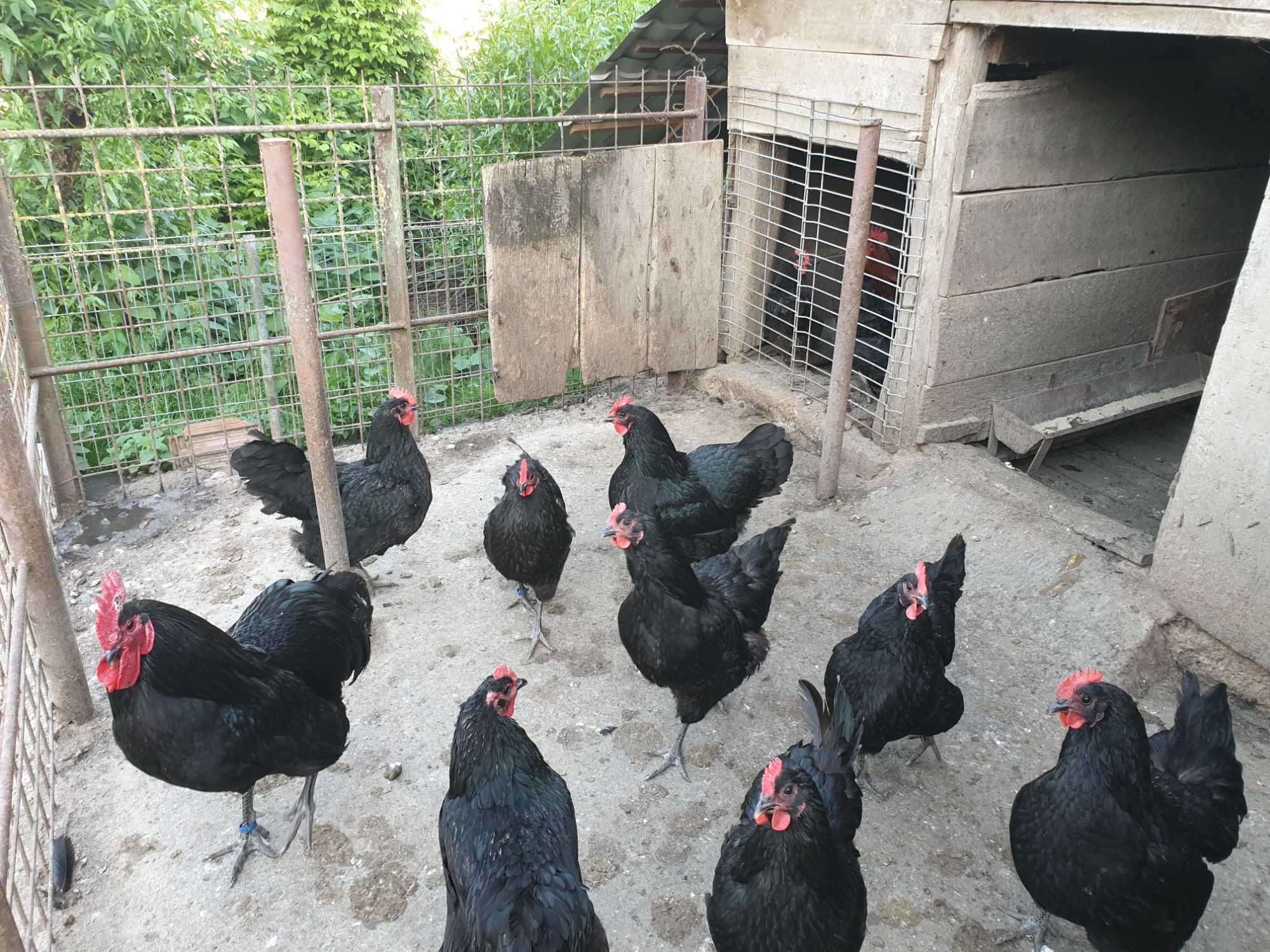 Gaini si cocoși de rasă Australorp negru