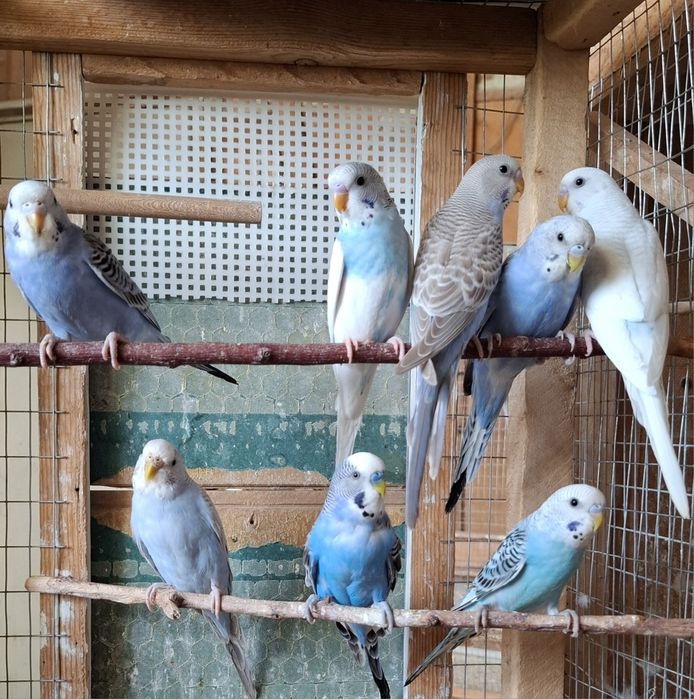 Волнистые попугаии 2-4 месяца