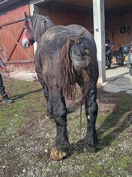Vand armasar sur culoare coca cola