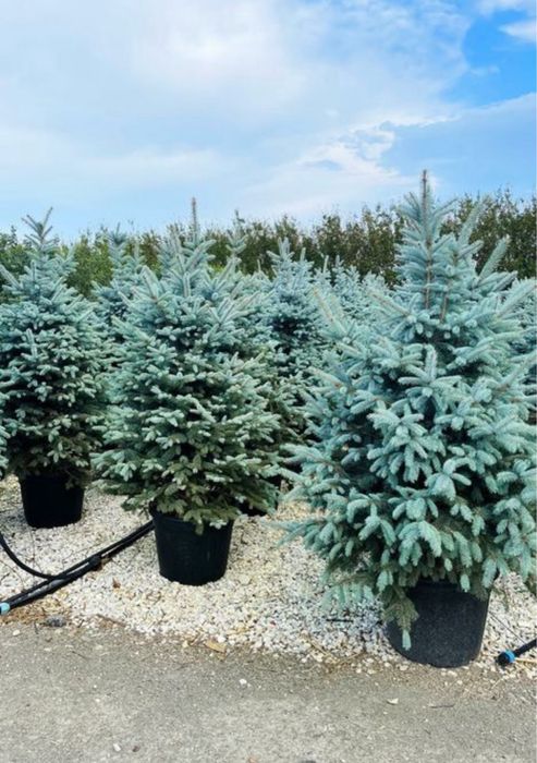 Brazi verzi si arginti la cele mai bune preturi !