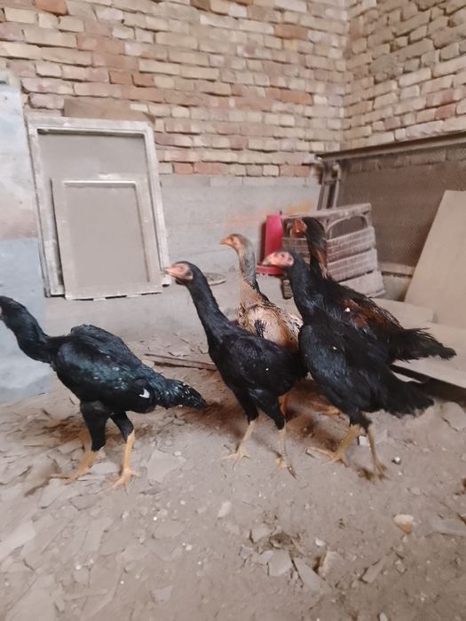 Зот корейский кулангилар сотилади