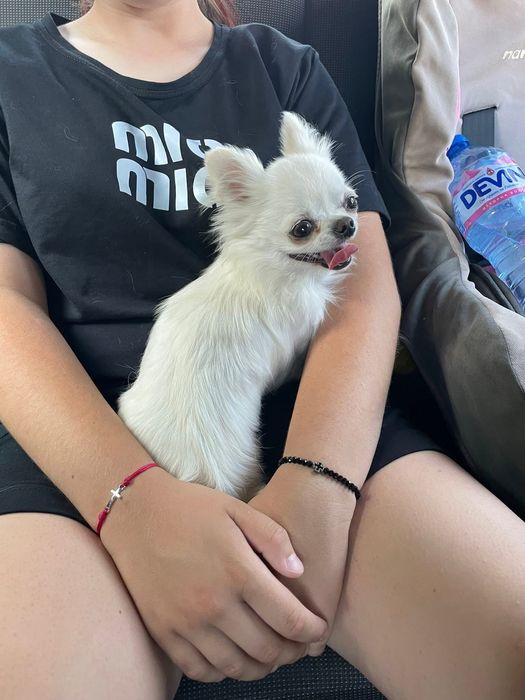 Чихулахула дългокосместо