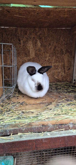 Cauta casa nou,iepurasi