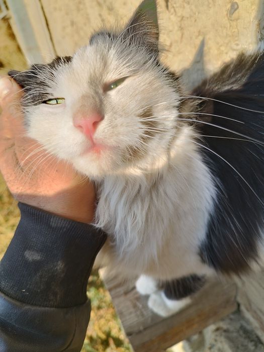 Мушук сотилади жуда ёкимтой еркак хали йош