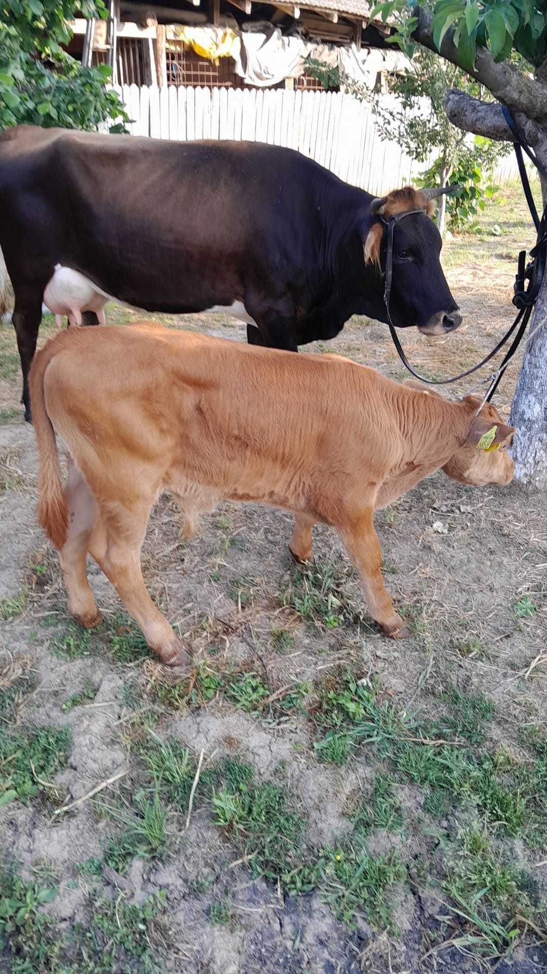 Juninca Baltata Romaneasca cu vitel de vanzare