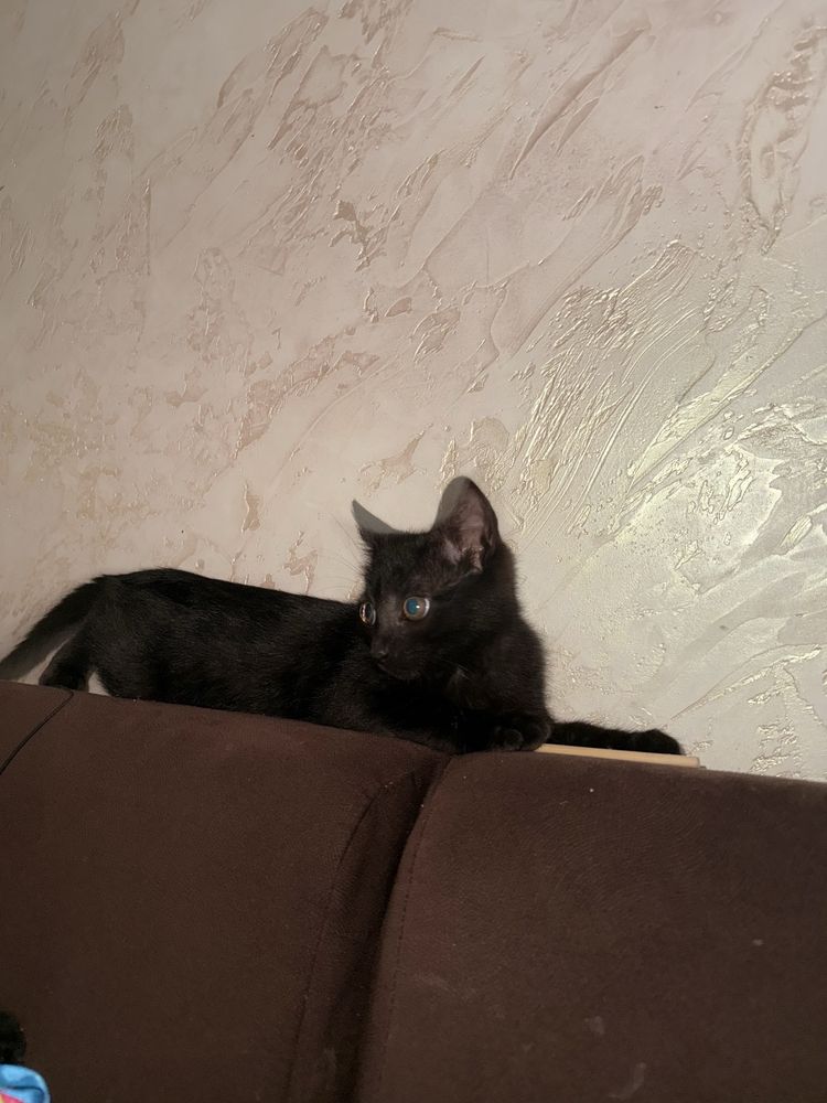 Котенок, девочка