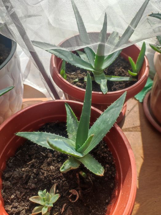 Алоэ Вера молодые