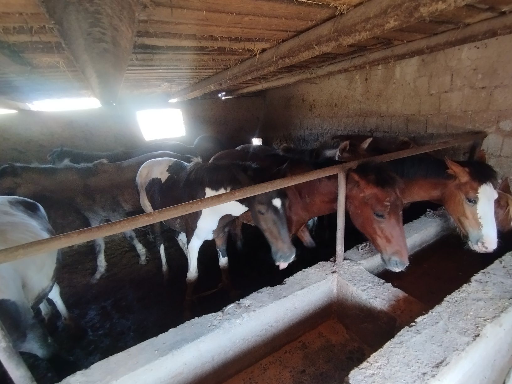 1.5 жасар тайлар