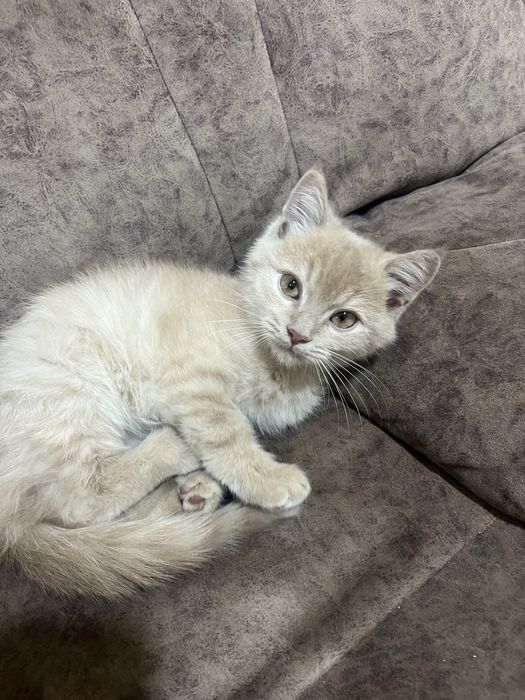 Britanskiy ògil bola