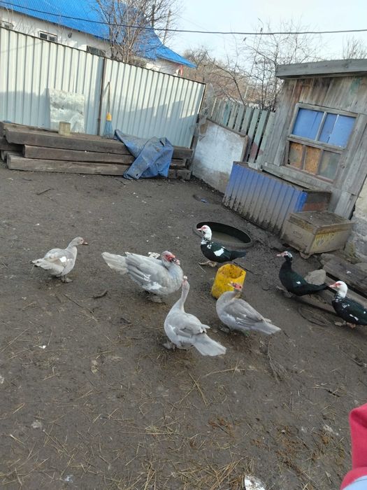 Продам или обмен индоуток