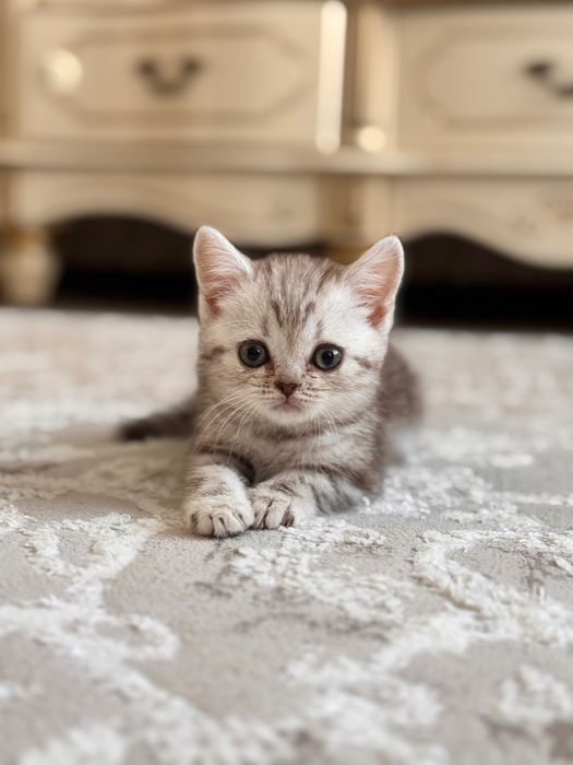 Продам породистого котенка