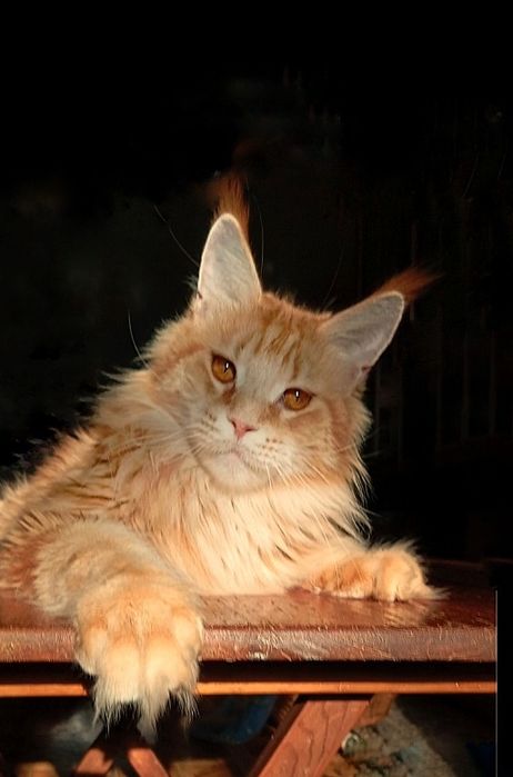 Подрощеные котята Мейн Кун. Питомник  "Fluffy Tale"