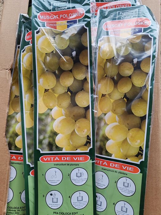 butasi vita de vie cu radacina impachetata