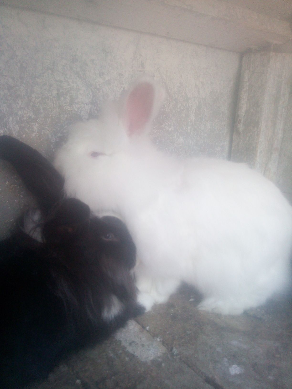 Iepuri Angora be companie