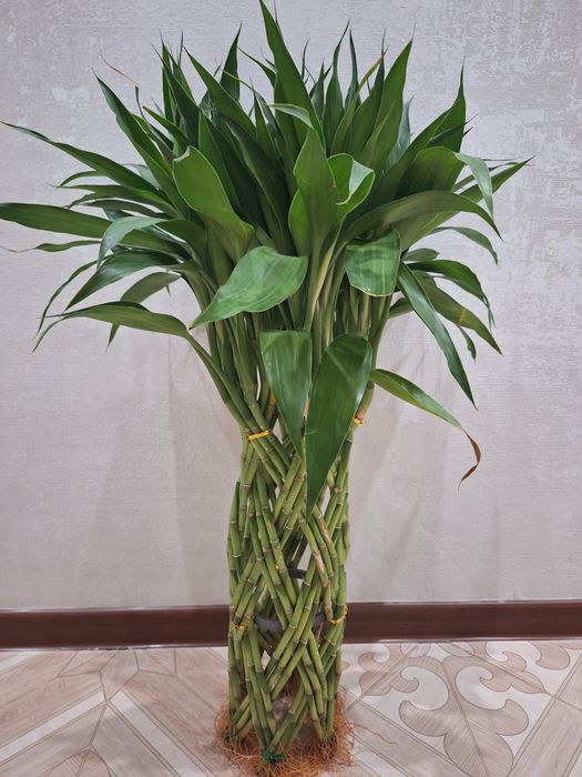 Бамбук комнатные цветы