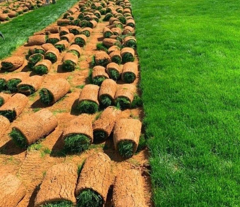 Gazon Ekish va Urug' sepish