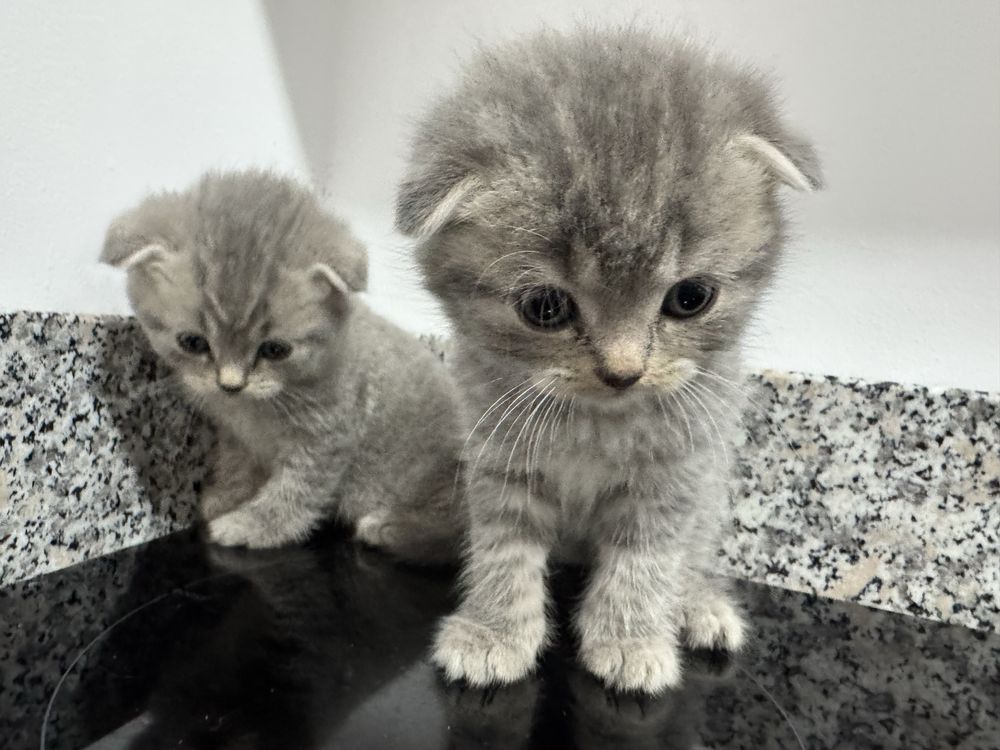 Scottish Fold Tabby
