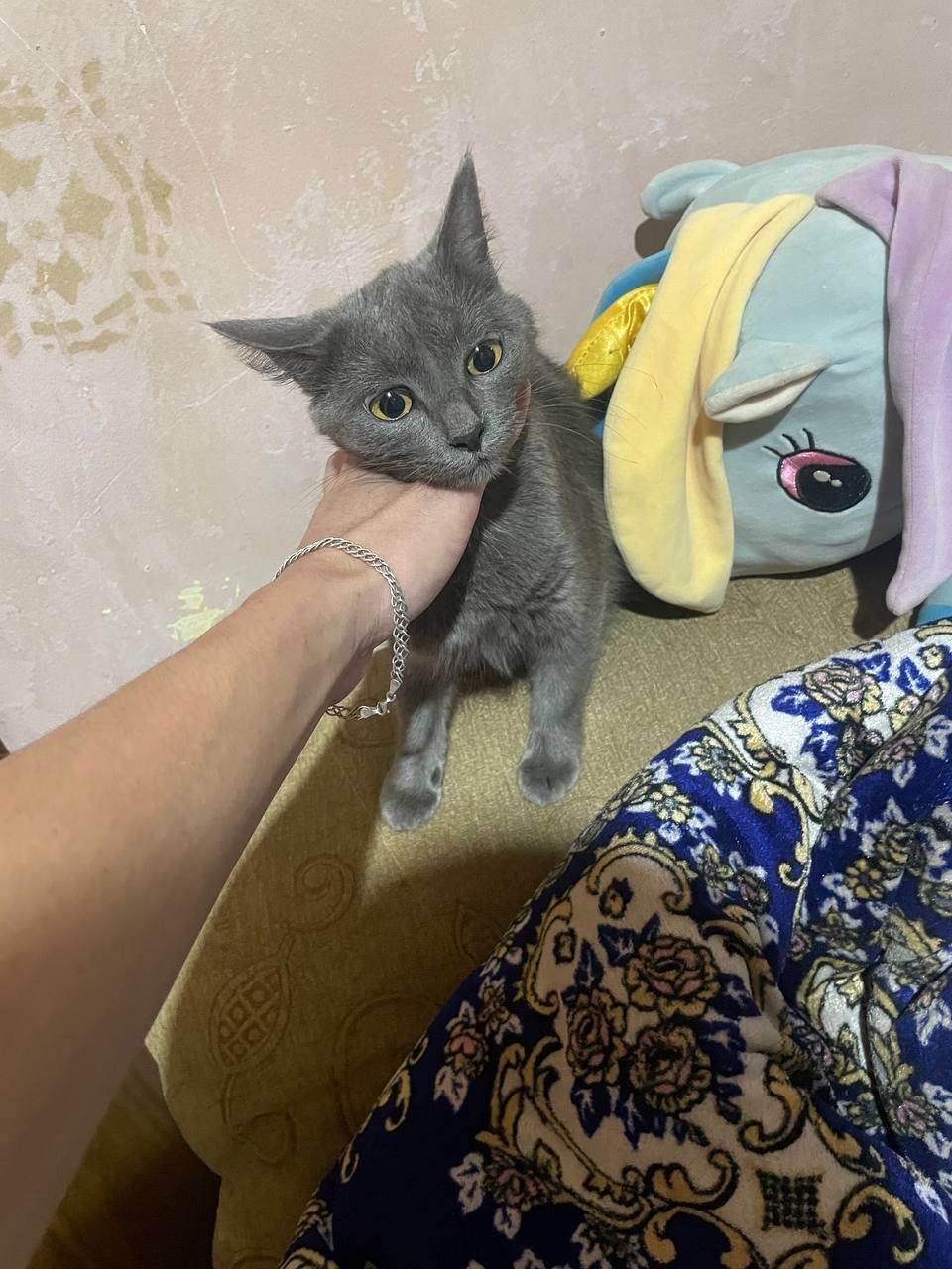 Котята. Отдаются.