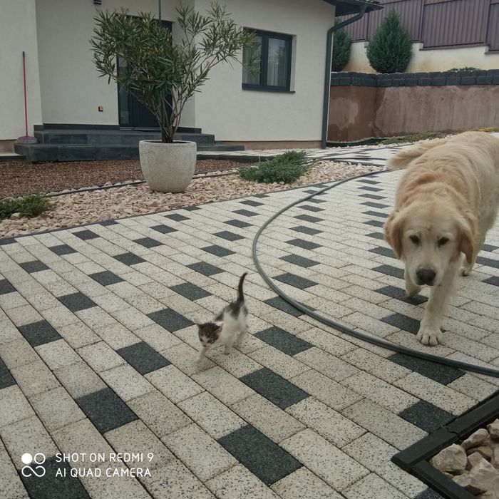 Donez pui de pisică