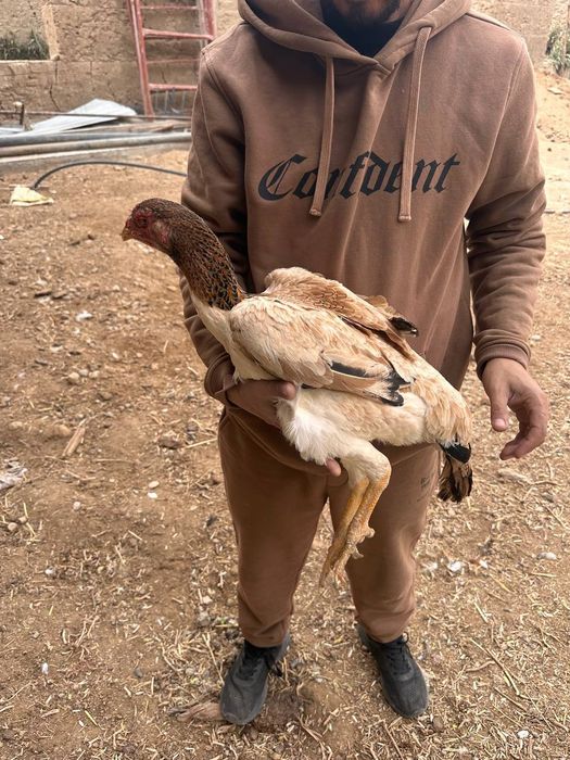 Куланги домашнее сотилади