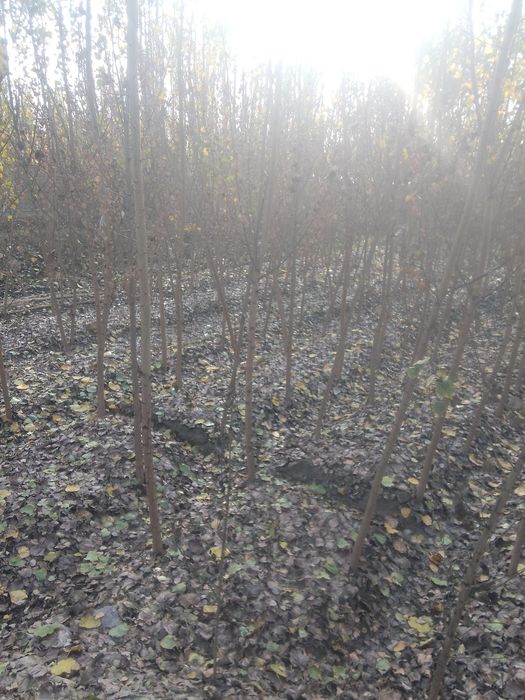 Чек ер участка сотилади